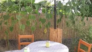Sonnen Im Garten