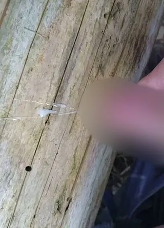 Dicker Cumshot auf den Baumstamm. Eier wurden entleert