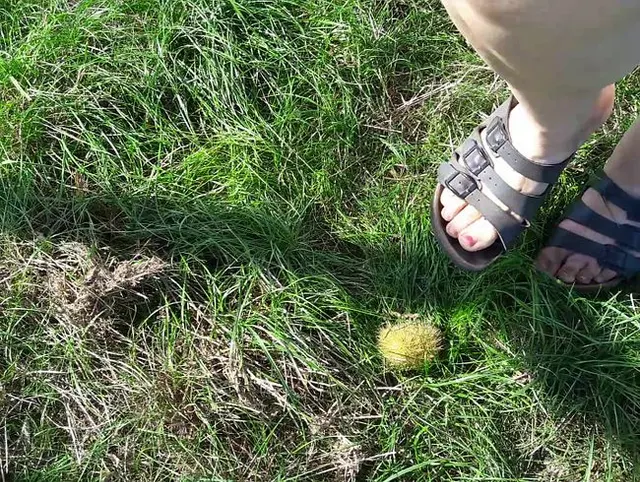Kastanien Trampling