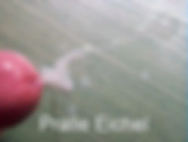 Pralle Eichel