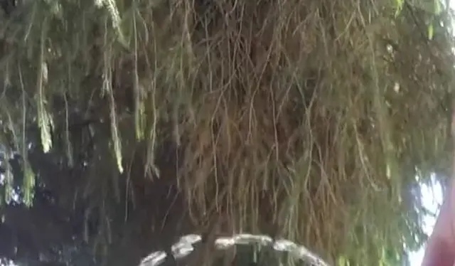 Ns natursekt goldener regen hinter dem haus gepisst