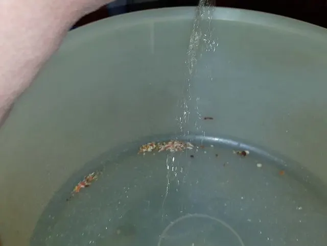 In der Plätzchendose gepinkelt