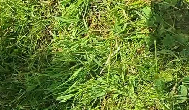 Sommer sonne und nackte Füße ?