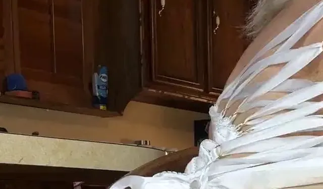 Sex in der Küche Dildo Pussy Ride
