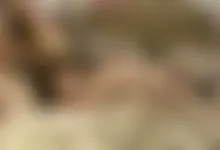 fucked and facialed