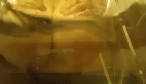 Meisenschwimmen